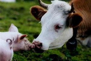 Новосибирских аграриев  вынуждают сократить поголовье