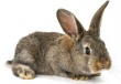 В Краснодарском крае произведён первый промышленный убой кроликов