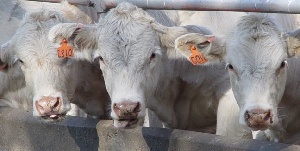 Австралийская говяжья промышленность опасается роста экспорта живого скота в Китай