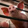 Тысячи свиней кинельского комплекса «Сельский продуктъ» выставили на торги