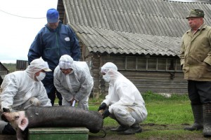 Немецкий федеральный фонд окружающей среды (DBU) опубликовал рекомендации по защите от африканской чумы свиней Немецкий федеральный фонд окружающей среды (DBU) опубликовал рекомендации по защите от африканской чумы свиней