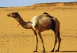 И. о. министра здравоохранения Саудовской Аравии призвал жителей страны не есть мясо верблюдов и ограничить контакт с животными