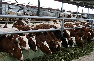В Костромской области поголовье крупного рогатого скота мясного направления увеличилось на 25%.