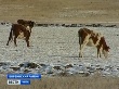 В крестьянско-фермерском хозяйстве "Чинам" разводят племенной крупно-рогатый скот