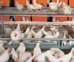 "ПРОДО" приостановило проект строительства репродуктора