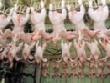 Знаковый урожай птицы Знаковый урожай птицы
