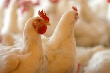 Беларусь запретила ввоз птицы и продуктов птицеводства из Нижегородской области