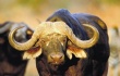 Индия начала экспорт буйволятины в Россию