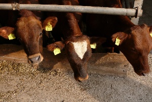 Животноводческий комплекс в Приморье закупил в ФРГ 660 племенных коров на 170 млн рублей