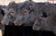 Ветеринары не пропустили в Саратовскую область "КамАЗ" с 20 быками