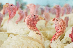 «Евродон» опроверг информацию о птичьем гриппе на своем производстве