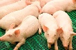 Удмуртские свиноводы могут получить федеральную поддержку