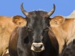 В Нижегородской области агрессивный бык напал на скотника