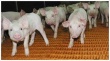 В Тайшетском районе Иркутской области строят свинокомплекс