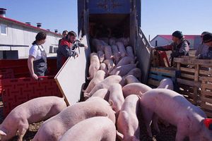 Производство свинины в хозяйствах всех категорий увеличилось на 4,5% (данные за I полугодие) 