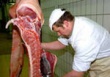 Мировое производство мяса увеличится