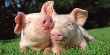 В Латвии обнаружили свиную чуму и у домашних свиней