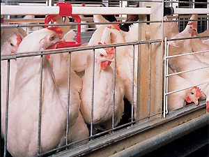 Власти прогнозируют увеличение производства мяса птицы в Красноярском крае