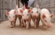 Россельхознадзор ввел запрет на импорт живых свиней, свинины и иной свиноводческой продукции эстонского производства