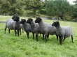 Рязанские овцы выходят на всероссийский рынок