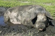 Фермеры из калужского Боровска содержат свиней в антисанитарном состоянии — прокуратура