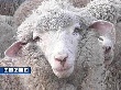 120 миллионов выделено Ставрополью на развитие овцеводства