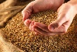 Мировое производство фуражного зерна в 2013 году может достичь рекорда