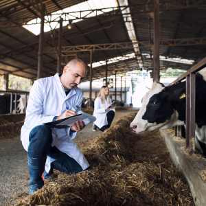 Коронавирус КРС обнаружен на большинстве молочных ферм в Европе
