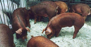 «Агро-Белогорье» повышает генетический потенциал поголовья свиней
