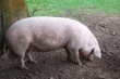 Из-за онкологических рисков в США ввели запрет на кормовой препарат для свиней