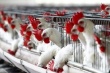 Узбекистан увеличит экспорт продукции птицеводства