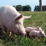 Беларусь и США обсудят возможность организации СП в области племенного свиноводства