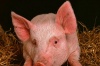Вице-губернатор Кубани: Распространение вируса чумы свиней не связано с рейдерством