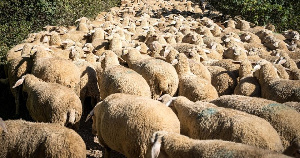 В Дагестане построят индустриальный парк для глубокой переработки баранины