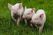 Последние тенденции в секторе свиноводства