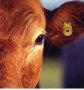 В Ирландии растут цены на крупный рогатый скот