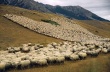 Животноводство Казахстана постепенно повышает свою товарную продуктивность