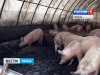 В Пензенской области мясное скотоводство выстроят по четкой схеме