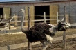 Воронежская ферма страусов продается за 1 миллион долларов