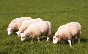 Работники Минсельхозпрода Дагестана провели разъяснительную беседу с овцеводами в Кочубейской зоне отгонного животноводства