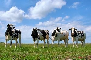 В Тамбовской области создадут два агропромышленных кластера