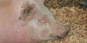Африканская чума свиней: Ветеринары в Берлине обеспокоены