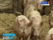 Туляков призывают не бояться есть свинину