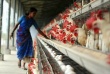 Пакистан: Энергетический кризис стал причиной роста цен на мясо птицы