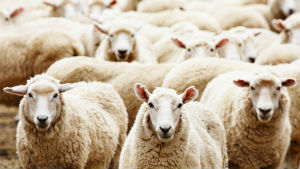 Всероссийская выставка овец в Элисте откроется 19 мая