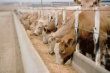В Калининградской области серьезно возросло производство скота и птицы на убой
