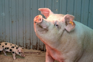 В российском регионе потерявшим работу из-за коронавируса раздадут поросят