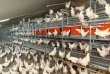 Китайские компании построят в Казахстане птицефабрику