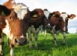 Новый проект по откорму крупного рогатого скота – "Русский фидлот".
