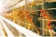 Пензенские птицефабрики ждет реконструкция